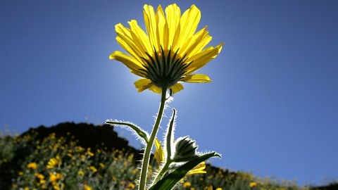 Desert wildflowers bloom on March 12, 2005 in Death Valley National Park, California. (David McNew/Getty Images)