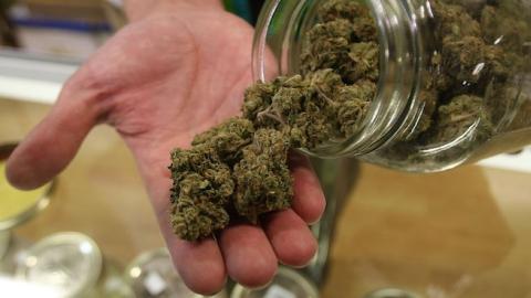 Dave Warden, a bud tender at Private Organic Therapy (P.O.T.), displays various types of marijuana on October 19, 2009 in Los Angeles, California. (David McNew/Getty Images)